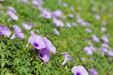 güzel vahşi sabah zafer çiçek.