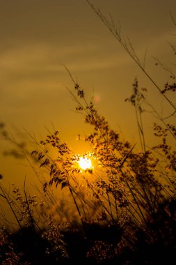 Gün batımında açan çiçek.