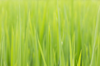 Tarlada yeşil yaprak pirinç.