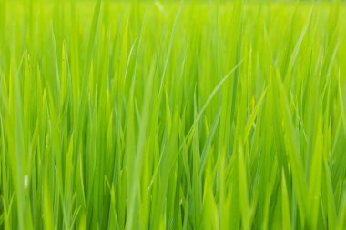 Tarlada yeşil yaprak pirinç.