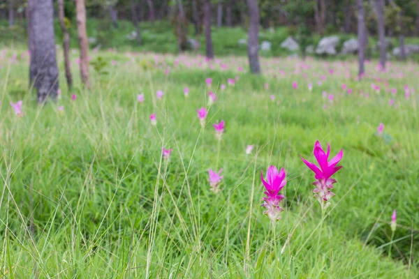 タイのサイアム チューリップの花 — ストック写真