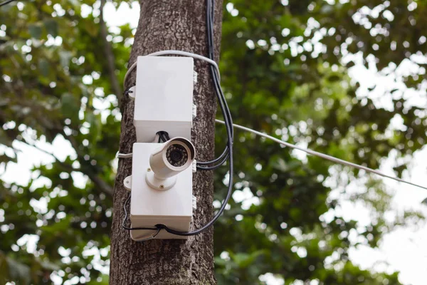 Cámara Cctv Árbol — Foto de Stock