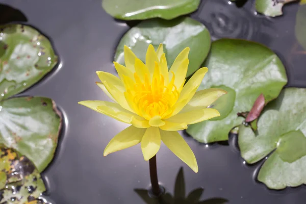 Lotus Flower Green Leaf — Stock Photo, Image