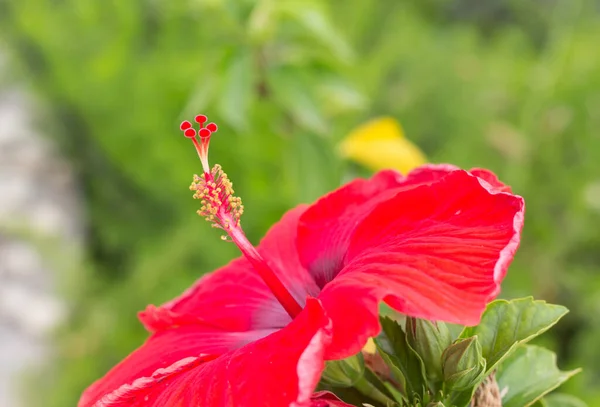 Hibiscus çiçek üzerinde arka plan bulanıklık.