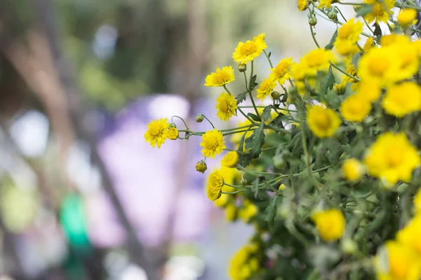 Detailní Sedmikráska Květina Zahradě — Stock fotografie