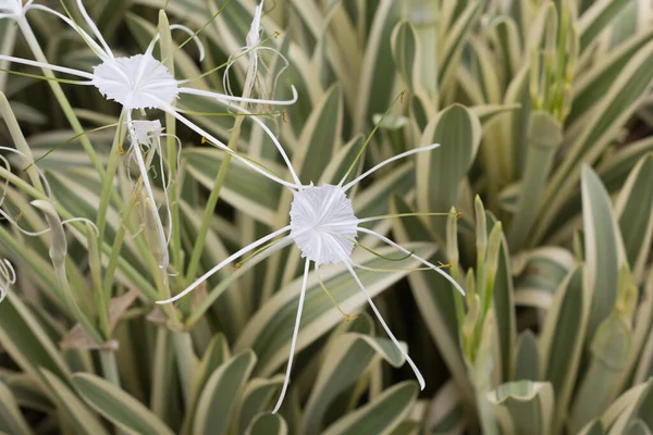 Bílá Spider Lily Zahradě — Stock fotografie