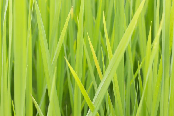 Fundo de trigo verde Stock Photos, Royalty Free Fundo de trigo verde ...