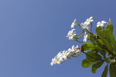 Mavi arka planda plumeria çiçeği.