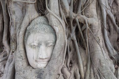 Buda'nın kafasından ayutthaya, Tayland ile eski ağaç.
