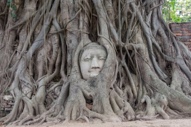 Buda'nın kafasından ayutthaya, Tayland ile eski ağaç.