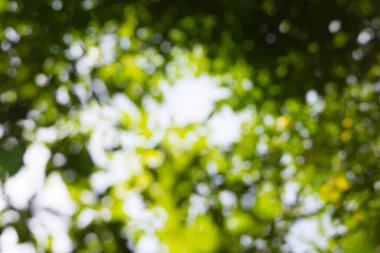 Soyut doğal bokeh arkaplan, bulanık bokeh.