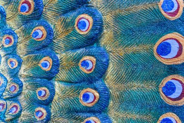 Tüylü tavus kuşu heykelini arka plan kullanımı için kapat.