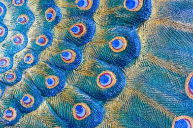 Tüylü tavus kuşu heykelini arka plan kullanımı için kapat.