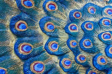 Tüylü tavus kuşu heykelini arka plan kullanımı için kapat.