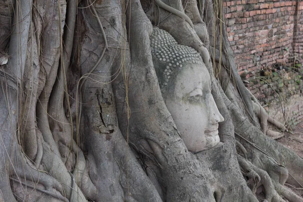 Viejo Árbol Con Cabeza Buda Ayutthaya Tailandia — Foto de Stock