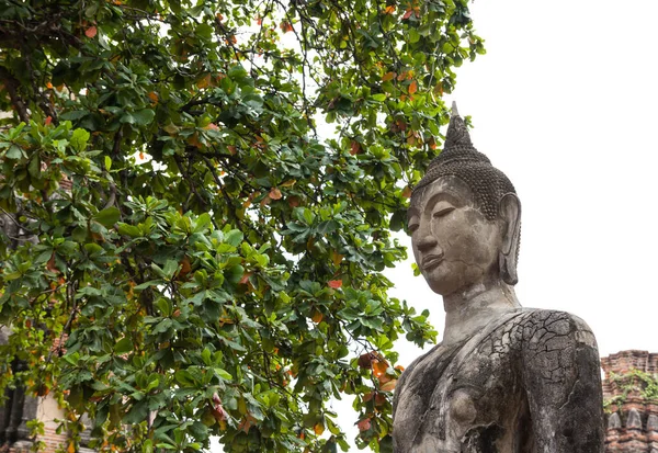 Antigua Estatua Buddha Wat Mahathat Ayutthaya Tailandia — Foto de Stock