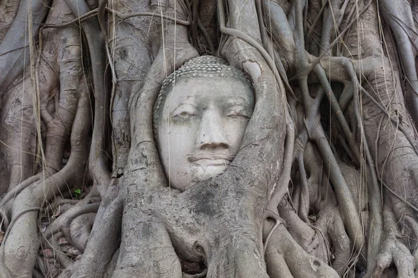 Viejo Árbol Con Cabeza Buda Ayutthaya Tailandia — Foto de Stock