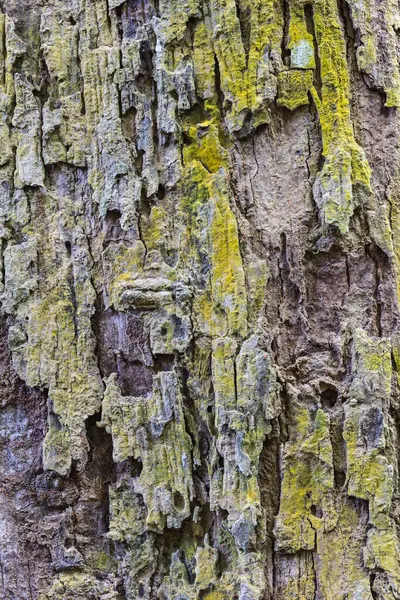 Blaf Van Een Grote Boom — Stockfoto