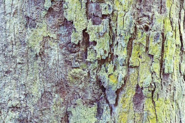 Casca Uma Árvore Grande — Fotografia de Stock