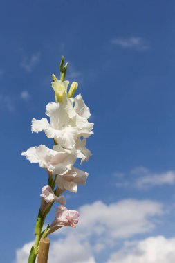 Mavi gökyüzü arkaplanlı güzel gladiolus çiçeği.