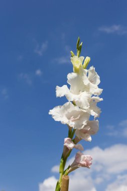Mavi gökyüzü arkaplanlı güzel gladiolus çiçeği.