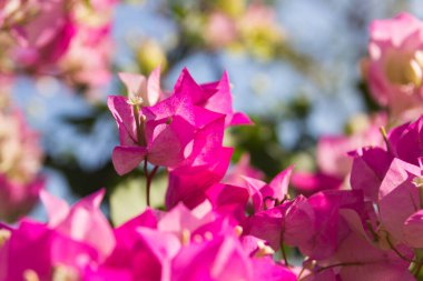 Pembe Bougainvillea çiçekleri bulanık arkaplanda