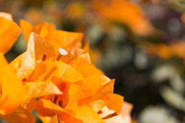 Sarı bougainvillea çiçeği. Yaklaş..