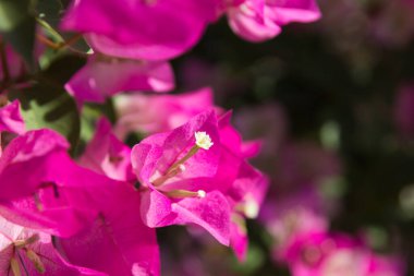 Pembe Bougainvillea çiçekleri bulanık arkaplanda