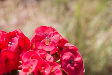 Dikenli çiçekler (Euphorbia milli Desmoul).