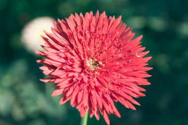 Yumuşak odak fotoğrafı Gerbera çiçeği.