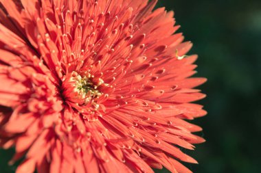 Yumuşak odak fotoğrafı Gerbera çiçeği.