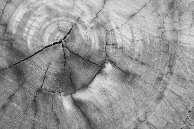 Tahta taneleri kapatın..