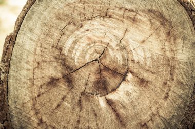 Tahta taneleri kapatın..