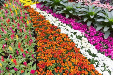 Çiçeklerin güzel bahçesi..