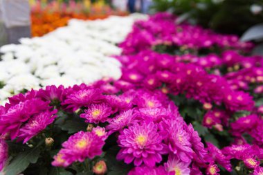 Çiçeklerin güzel bahçesi..