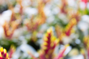 Renkli bokeh arkaplan, bulanık bokeh.