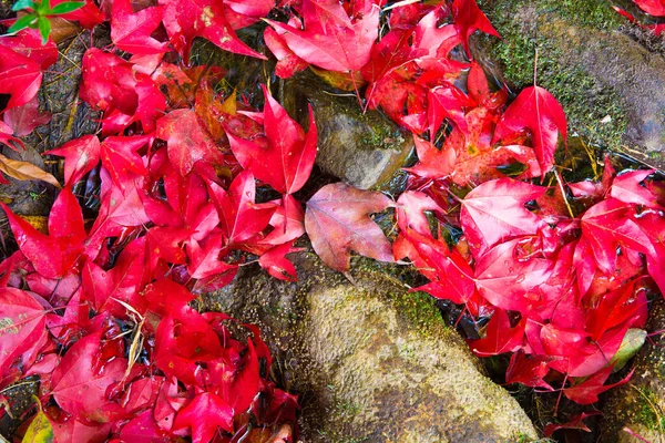 Maple Leaf Phukradung National Park Thailand — Stock Photo, Image