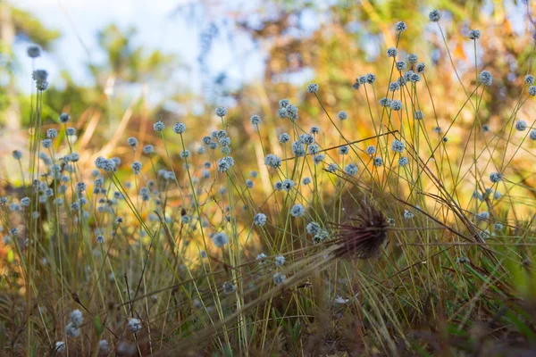 Kradumngen Eriocaulon Henryanum Blume Phukradung Nationalpark Thailand — Stockfoto