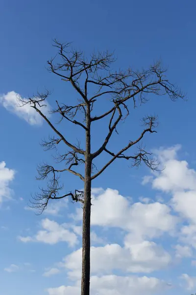 Dode Boom Phukradung National Park Loei Thailand — Stockfoto