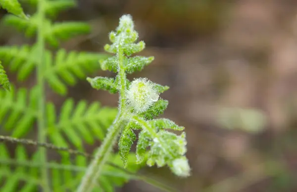 Närbild Fern Blad Med Vattendroppar — Stockfoto