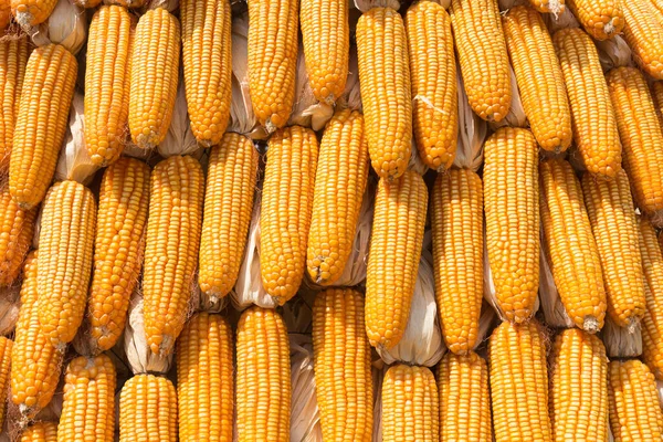 Pile Yellow Dried Corns Use Background — Stock Photo, Image