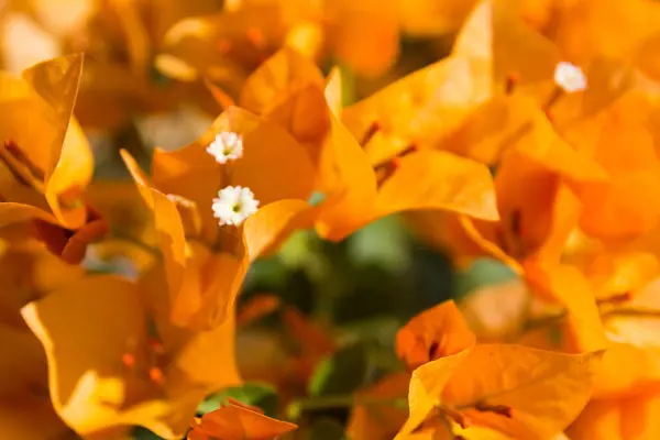 Žlutá Bougainvillea Květina Zblízka — Stock fotografie
