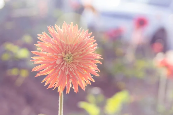 Soft Focus Photo Gerbera Flower — Stock fotografie
