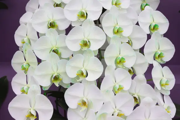 Foto Foco Suave Orquídeas Reina — Foto de Stock
