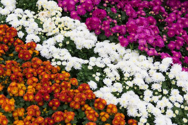 Schöner Garten Voller Blüten — Stockfoto