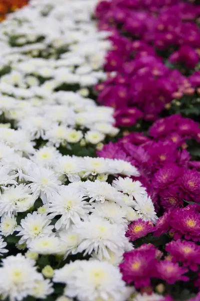 Schöner Garten Voller Blüten — Stockfoto
