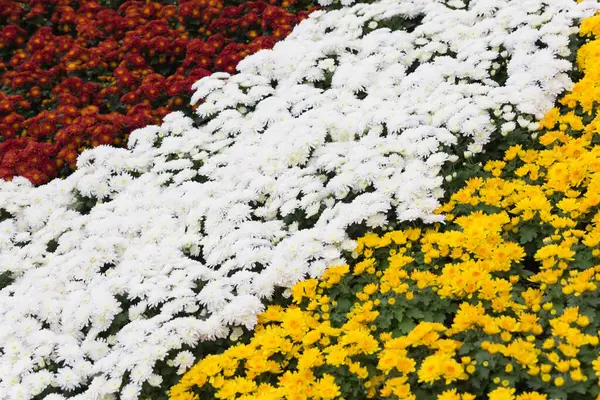 Schöner Garten Voller Blüten — Stockfoto