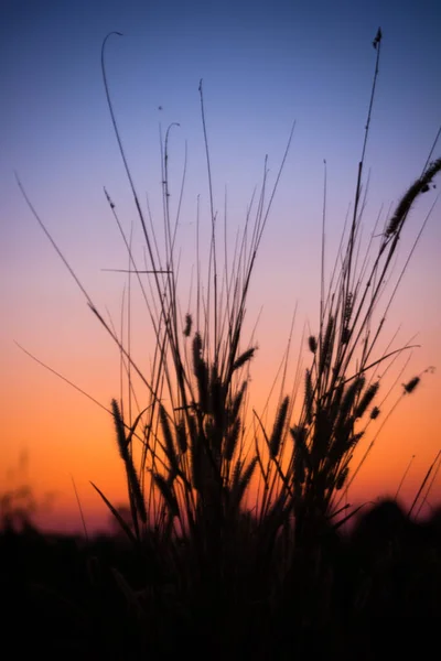 Defocused Grass Sunset Natural Bokeh Background — Stock Photo, Image