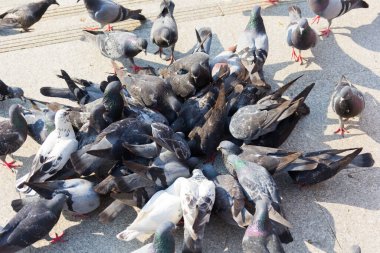 Güvercin beslemek--dan insanlar bekliyor.