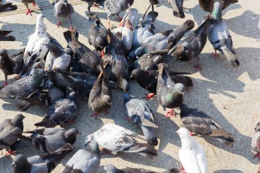 Güvercin beslemek--dan insanlar bekliyor.